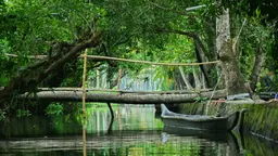 Mangrove forest growing alongside a river with a boat from local community members on it.