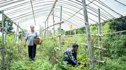 Two farmers gathering crops on their farm and placing them in wooden baskets.