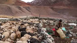 A nomadic herder is surrounded by goats in a bleak but beautiful landscape, with mountains in the background.