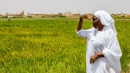 Woman farmer in Senegal looking into the distance while standing in a field.