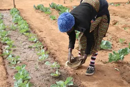 A smallholder farmer applying organic mature to her vegetable plant
