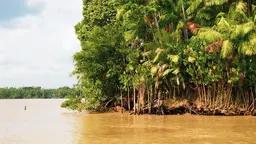 Rainforest on the banks of the River Pará.