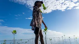 Woman standing in low water holding two mangroves plants, getting ready to plant them.