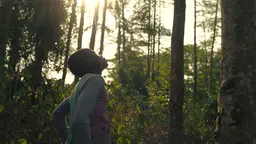 A man looks up at a tree amid a forest, as the sun shines through the foliage behind.