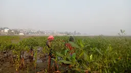 A 'green' view of Freetown, with urban buildings in the distance observed over an expanse of trees.