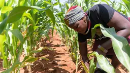 Woman farmer from Zimbabwe checking soil in field.