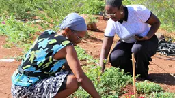 Two women are checking crops in a field, talking.