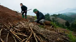Two farmers are working in a field, harvesting cassava. 
