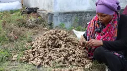 Woman cleaning ginger after farming it.