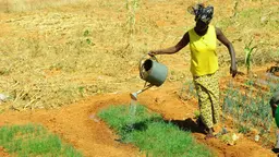 Woman watering harvest in a field, wearing bright colourful clothing.