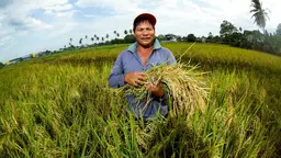 Farmer from Thailand standing in a field with his crops.