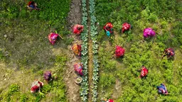 Group of women farmers from Bangladesh gathered in a field, sitting in a circle and discussing. They are wearing traditional dress.