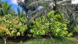 The Sistema Agroflorestal Dendê - or palm oil agroforestry system in Tomé-Açu managed by Cooperativa Agrícola Mista de Tomé-Açu.