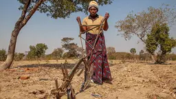 A woman farmer ploughs a barren-looking field.
