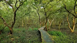 Wooden path through a mangrove forest in India.