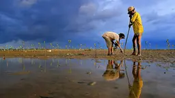 Two people wade through water to plant saplings. 