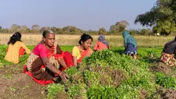 A group of women working in a field in India, wearing traditional dress.