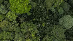 'Rey Zamuro' habitat bank, San Martin de los Llanos, Meta department, Colombia. Aerial view of the morichal forest in the habitat bank. It is managed by Terrasos, a Colombian-based company founded in 2013 specialising in the structuring and operation of environmental investments. In 2016, they developed their first habitat banking model in Colombia as a solution for delivering biodiversity compensation and are now expanding to issue biocredits for the voluntary market. This territory has historically been d