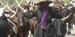 WoDaaBe pastoralist with his cattle.