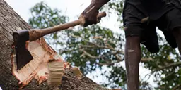Closeup of a man chopping a tree with an axe. Mecati Forest, near Nampula, Mozambique.