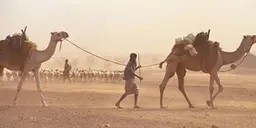 Man walking with two camels over a sandy landscape. 
