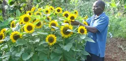 A farmer tending his sunflowers in Kenya. Credit: Abbi Buxton