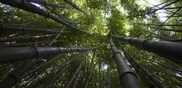 Picture of a bamboo forest canopy. 