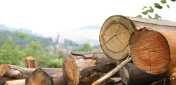 Logs from a community-managed forest in Ethiopia. 
