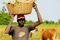 Are small-scale farmers there to feed themselves and large-scale farmers there to feed the world? Credit: Flickr/Peter Casier