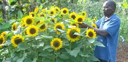 A smallholder farmer stands by a bunch of sunflowers in Thika, Kenya. 