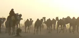 A man leads a herd of camels with the sun setting behind them. 