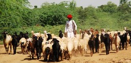 A Raika man leading his sheep and goats to graze in the contested Kumbhalgarh Wildlife Sanctuary.