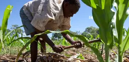 MECEBURI FOREST RESERVE, MOZAMBIQUE, May 2010: Farmer Nimale Maribu Saidi at work in his maize field