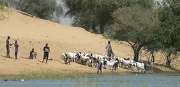Pastoralists with their goats in Niger.