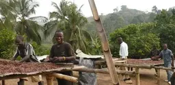 Men stand by trays of cocoa beans drying in the sun in western Ghana.