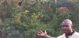 A man points to a wild chimpanzee up a tree