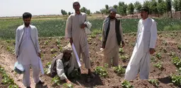 Farmers and extension workers jointly assessing an okra field in Balkh Province, Northern Afghanistan