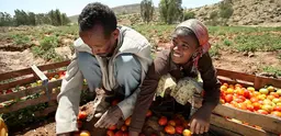Farmers sort tomatoes in Ethiopia.