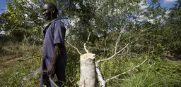 A man stands by a tree stump in Mozambique. 