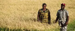 Harvesting paddy fields