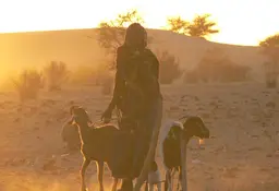 A woman stands with three goats in shadow amid a dusty terrain