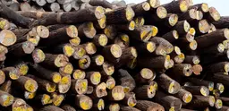 The timber depot of a Chinese-owned timber concession licensed to operate in Nampula, Mozambique. While some replanting takes place, they do not currently replace all they cut. Photo: Mike Goldwater.
