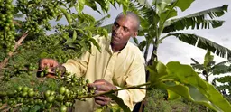 A Rwandan farmer checks his coffee beans. A banana tree is visible behind him. 