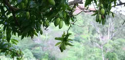 A mango tree frames views of a forest in Mozambique in the distance.