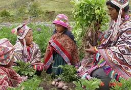 Farmers sharing potatoes in the Potato Park near Pisaq (Sacred Valley), Peru