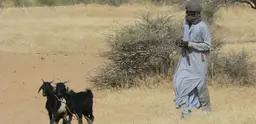 A man walks with his roaming goats.  