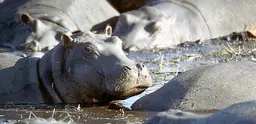 Hippos bask in the sun in Botswana. 