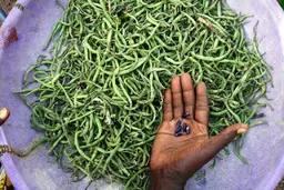 Seeds carefully picked from a pile of rotting and old beans in Mali.