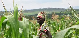 A Rwandan farmers stands in her field of maize with hills rising behind her in the background. 