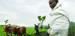 Oxen plough a field in Ethiopia. 